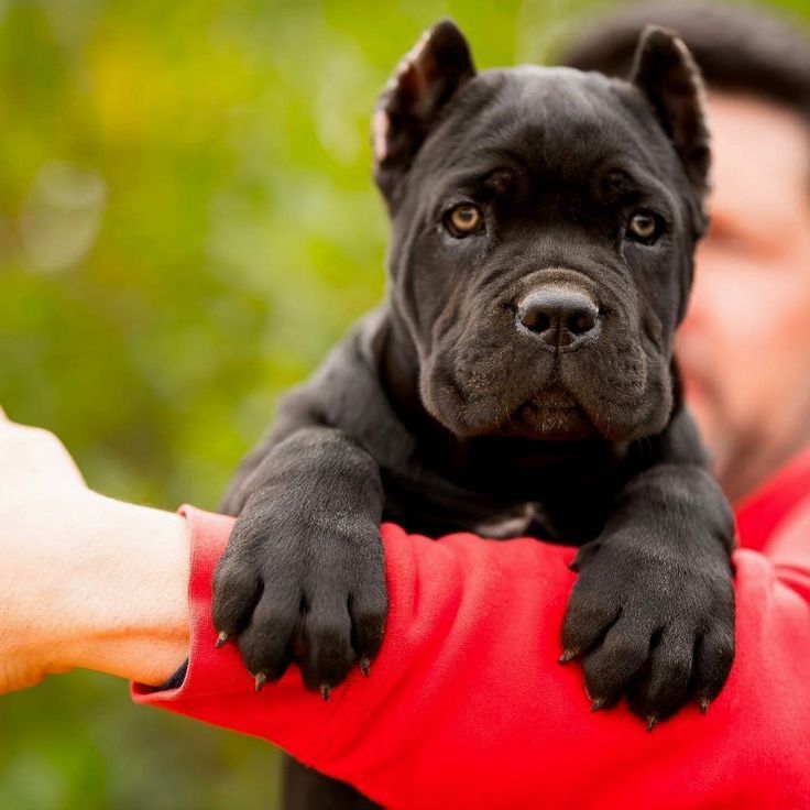 Cane Corso family