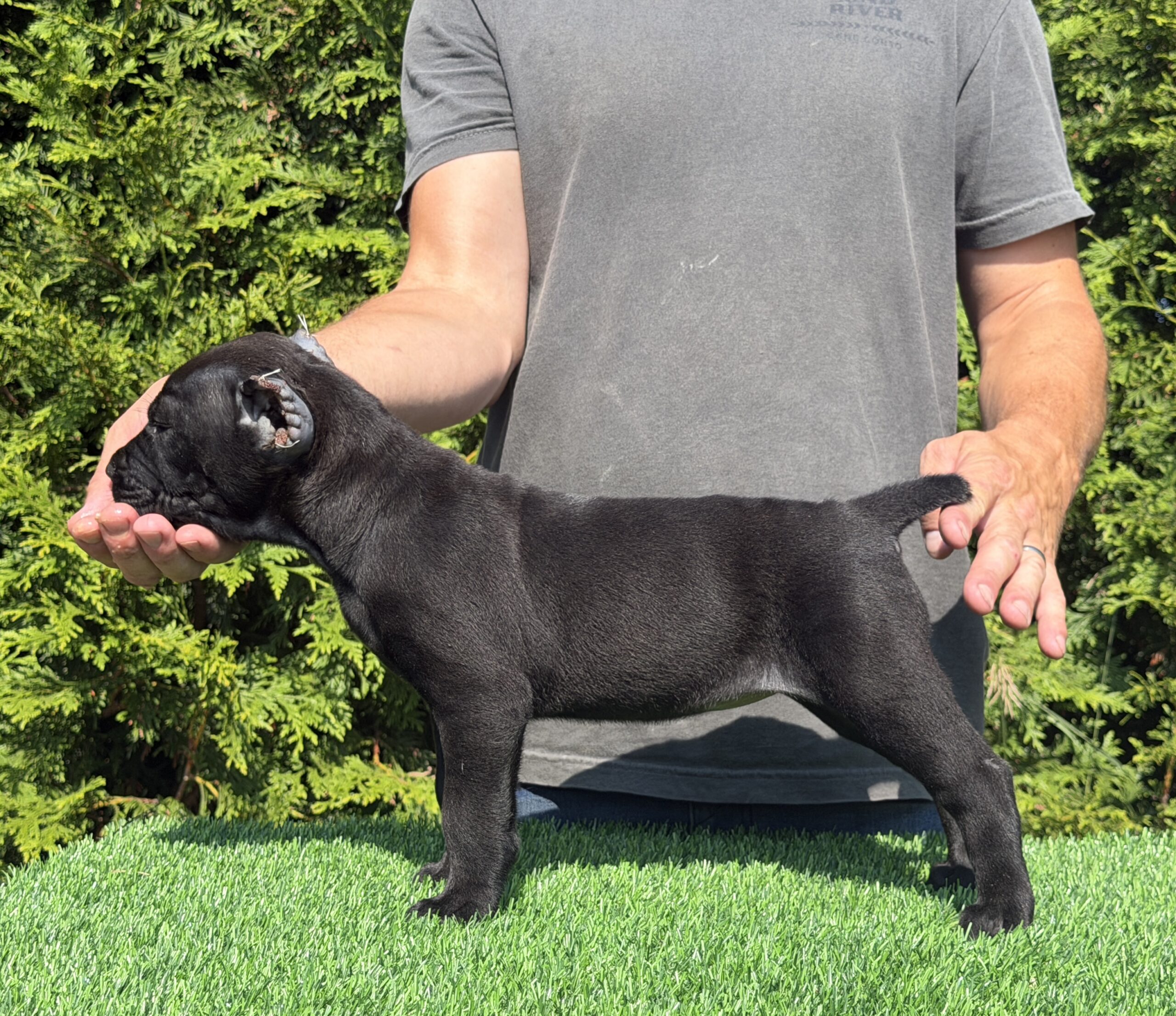 Cane Corso family