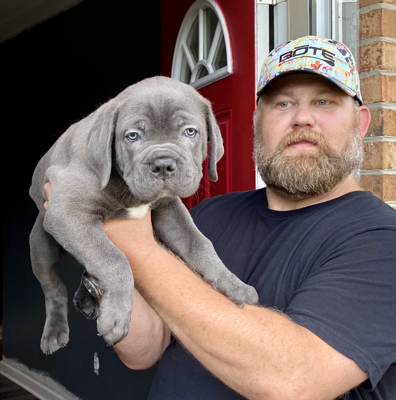 Cane Corso family