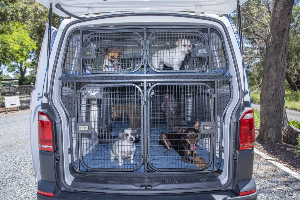 Puppy transport