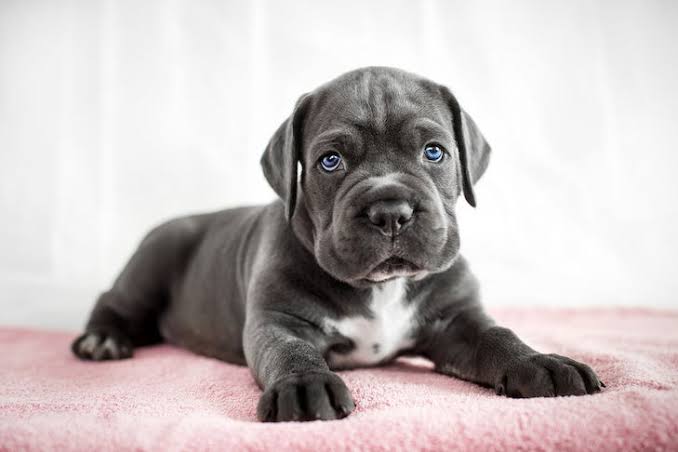 Cane Corso dog 1