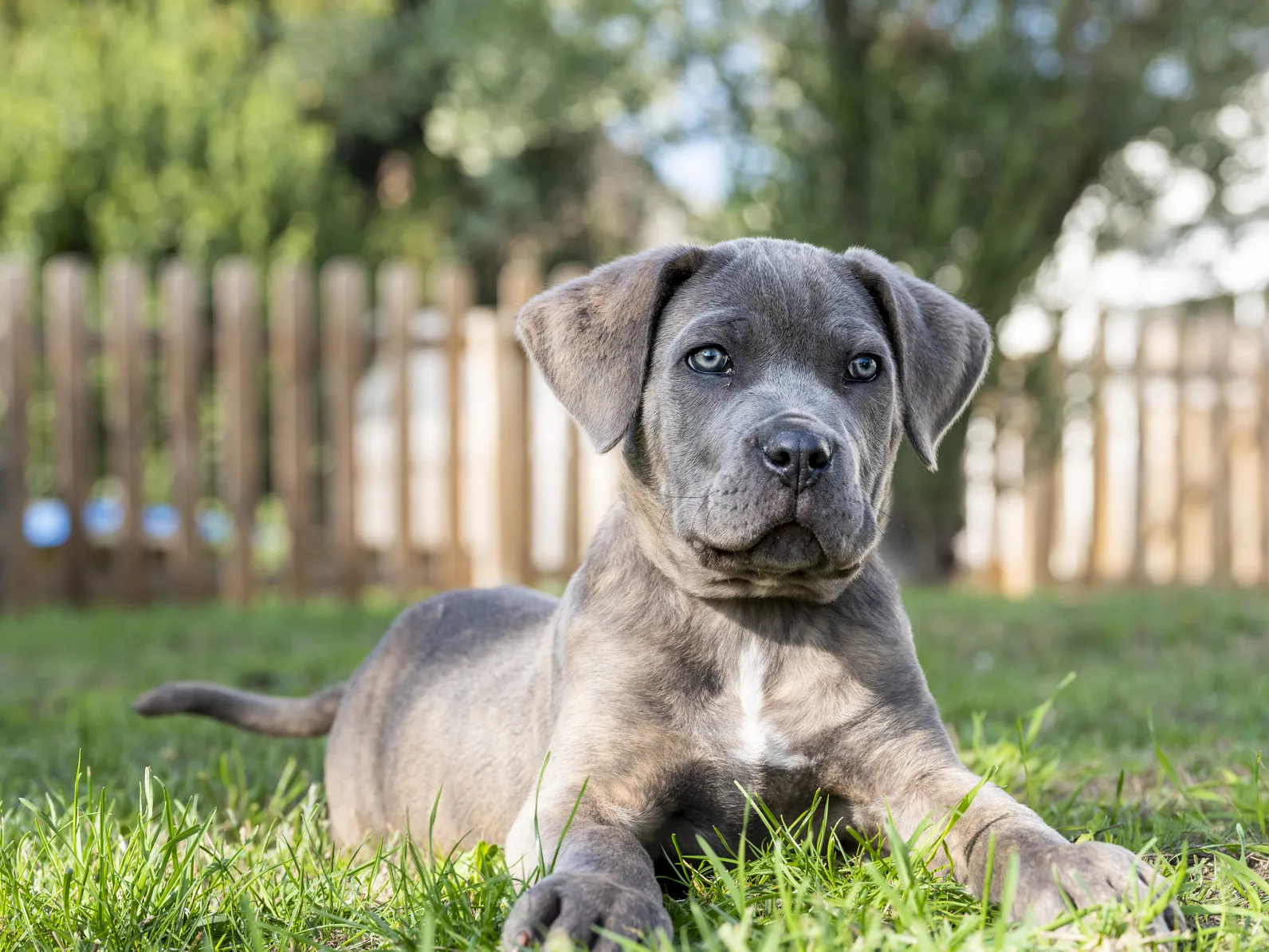 Cane Corso dog 2
