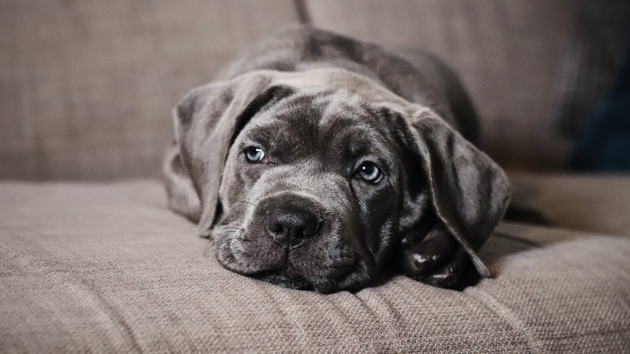 Cane Corso dog 3
